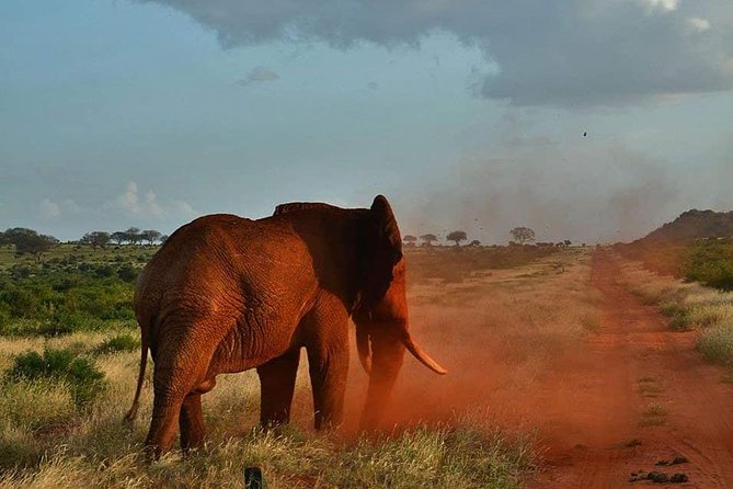 3 Days Safari Tsavo East and Taita Hills Saltlick Lodge - Who should book this three-day route?