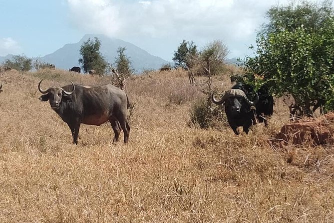 3 Days Safari Tsavo East and Taita Hills Saltlick Lodge - Day two: Taita Hills and the Saltlick overnight