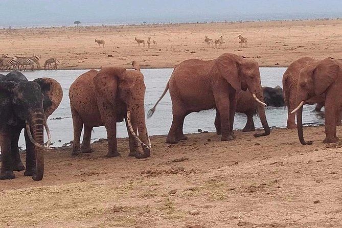 3 days safari Tsavo East and West - Key points at a glance