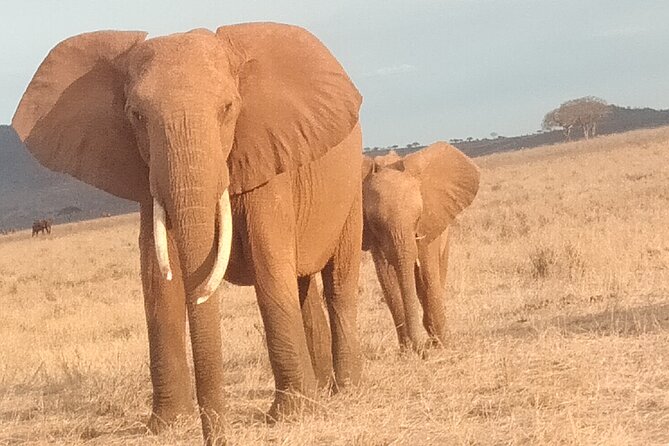 3 days safari Tsavo East and West - Night two at Ngulia Safari Lodge