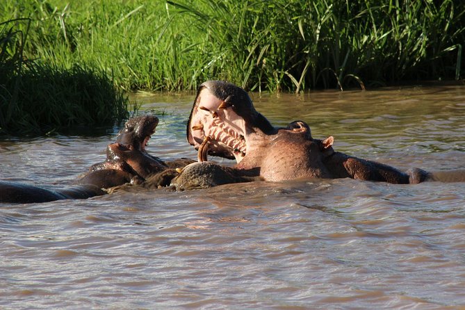 3 days safari Tsavo East and West - Guides, vehicles, and the private format