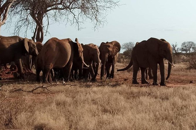 3 days safari Tsavo East and West - Leaving Diani at 5 am for Tsavo East