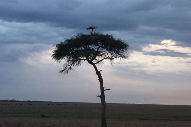 3 Days to Maasai Mara N/R. - Day two: the full nine-hour Mara search