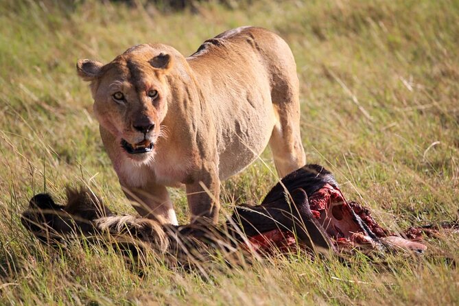 3 Days Tsavo East & Amboseli (2 Nights) - Day three: a final game drive and the road back