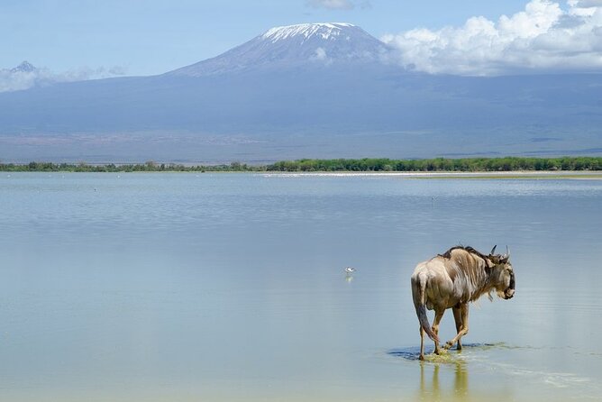 3 Days Tsavo East & Amboseli (2 Nights) - Who should choose this three-day route?