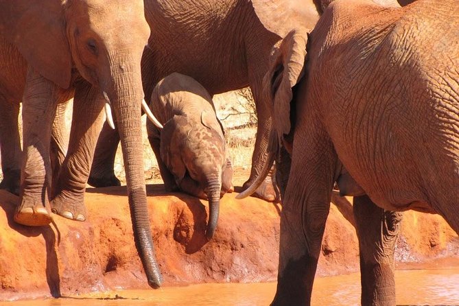 3 Days Tsavo East & Amboseli (2 Nights) - Day two: Amboseli and the Kilimanjaro view