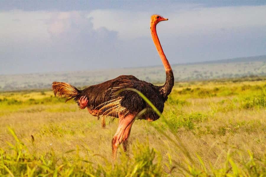 3 DAYS TSAVO EAST- AMBOSELI PARKS FROM MOMBASA/DIANI - The guide matters more than the brochure