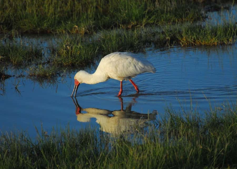 3 DAYS TSAVO EAST- AMBOSELI PARKS FROM MOMBASA/DIANI - Should you book the Tsavo East and Amboseli trip?