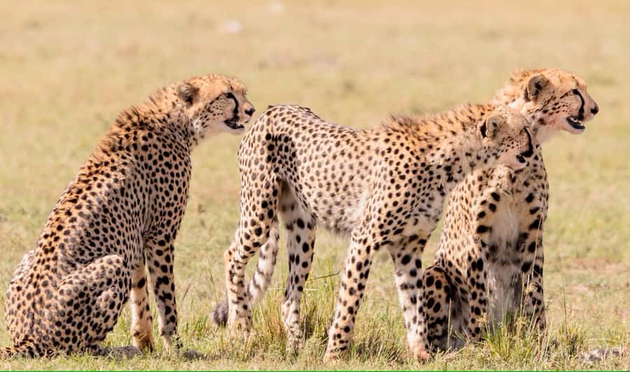 3 days Tsavo East and Amboseli safari from Diani/Mombasa - Day two: an early game drive and the road to Amboseli