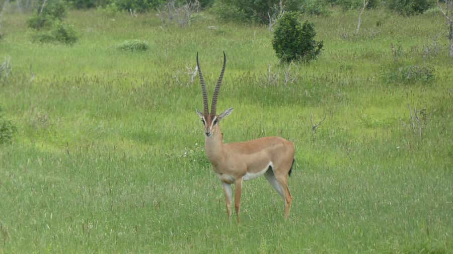 3 days Tsavo East and Amboseli safari from Diani/Mombasa - What the $1,065 price includes