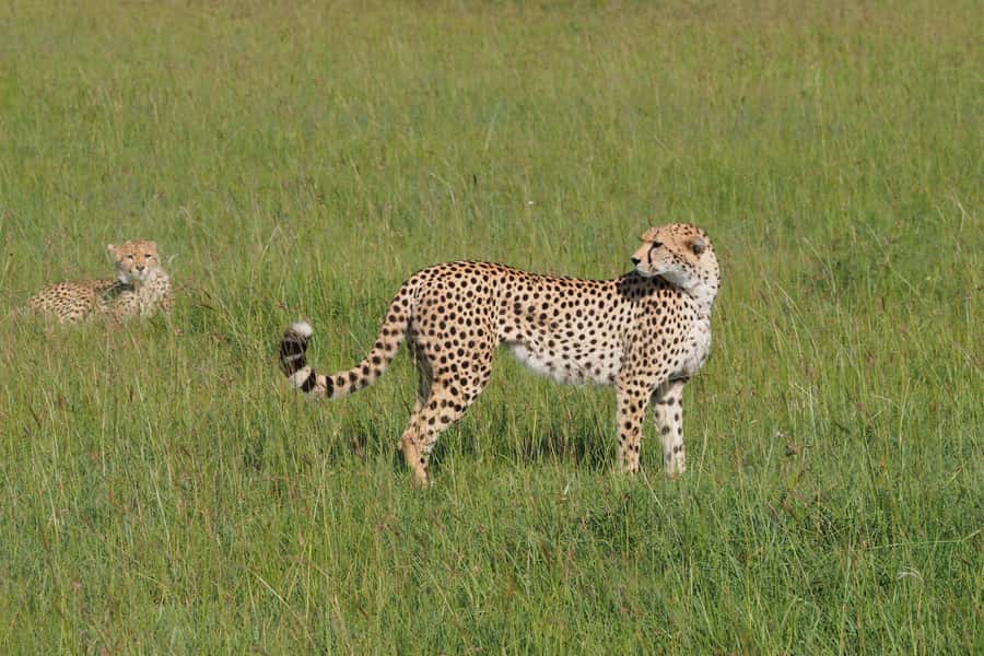 3 days Tsavo East and Saltlick safari from Diani/Mombasa - Lunch, a short rest and the afternoon drive