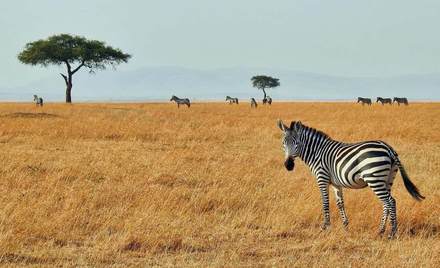 3 days Tsavo East and Saltlick safari from Diani/Mombasa - What the $1,065 price covers