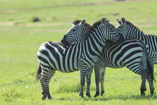 3 Days Unforgettable Masai Mara Safari Tour - Who will enjoy this safari most