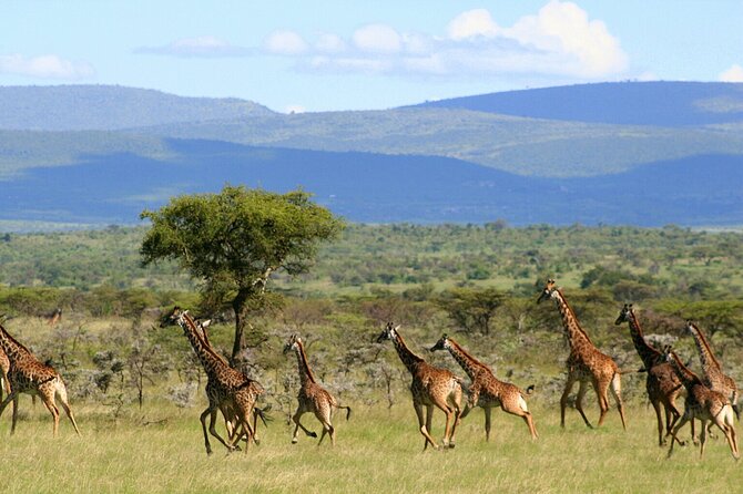 3 Days Unforgettable Masai Mara Safari Tour - The full-day Masai Mara game drive
