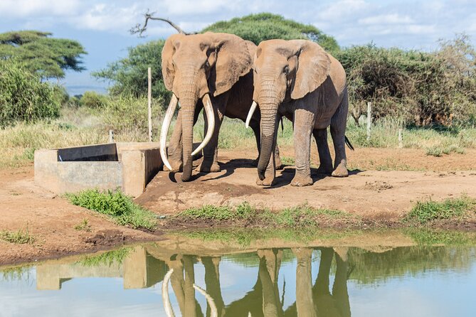 3day Amboseli Park Private safari - Day one: lunch, check-in, and the first game drive