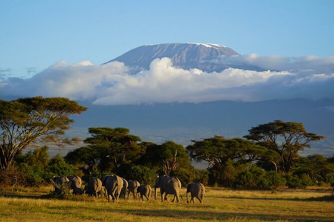 3day Amboseli Park Private safari - What the private 4x4 changes