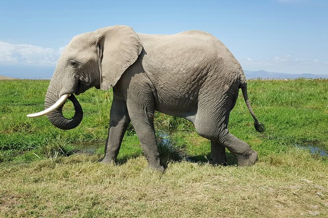 3day Amboseli Park Private safari - Is $999 per person good value?