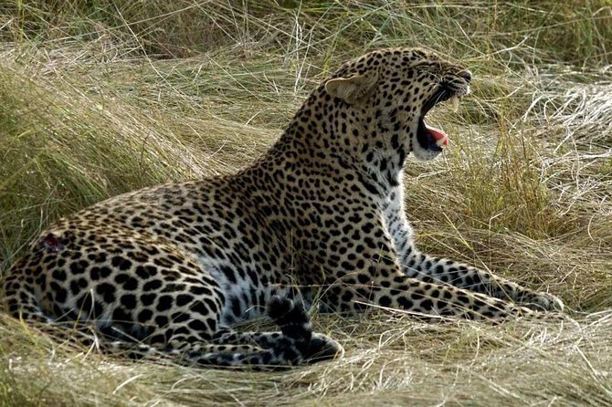 3days/2nights group joining Masai Mara with Masai Village Visit - The evening game drive on day one