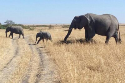 3days/2nights group joining Masai Mara with Masai Village Visit