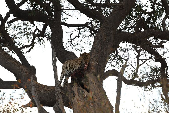 3days/2nights group joining Masai Mara with Masai Village Visit - What the wildlife promise really means