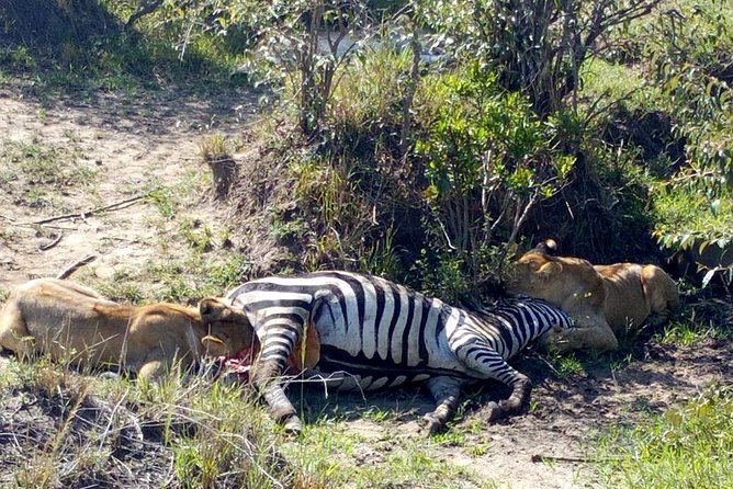 3Days 2nights Masai Mara group joining safari - Why this short Maasai Mara trip works