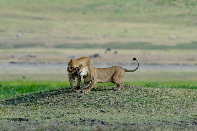 3days masai mara best of lodge safari - Three days gives the Mara room to unfold