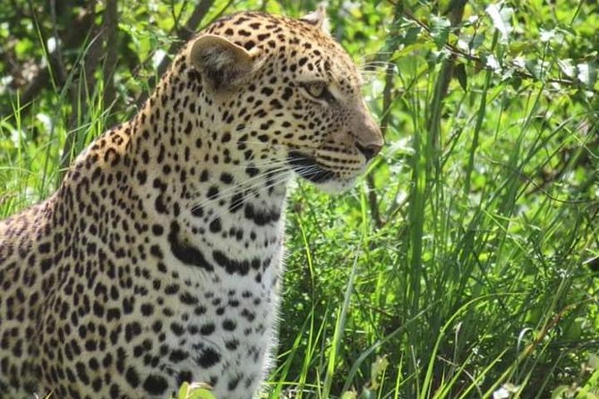 3days masai mara best of lodge safari - What the $800 price really covers