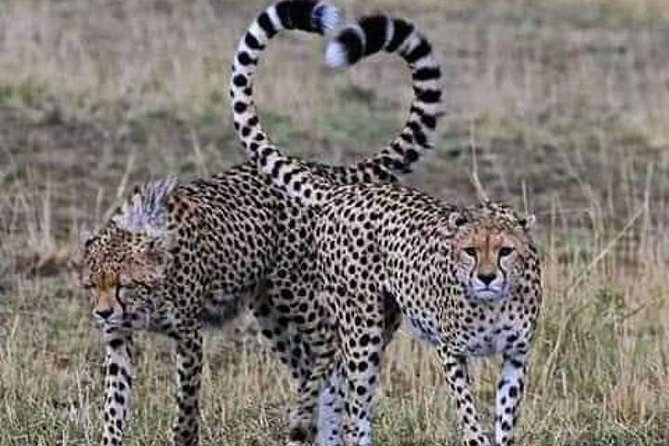 3days masai mara best of lodge safari - From Nairobi to the Great Rift Valley viewpoint