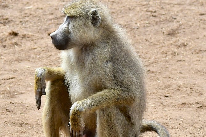 3days Masai Mara private safari with a 4x4 land cruiser Jeep - Why this three-day Masai Mara safari works