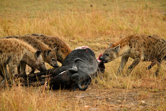 3days Masai Mara private safari with a 4x4 land cruiser Jeep - Day three: optional Maasai village visit and return to Nairobi