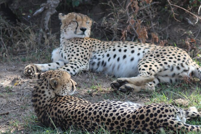 3days Masai Mara private safari with a 4x4 land cruiser Jeep - Who should book this safari