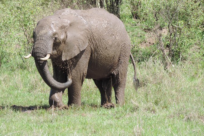 4-Day Adventure to Lake Nakuru & Maasai Mara - Day 1: Lake Nakuru’s rhinos and famous birdlife