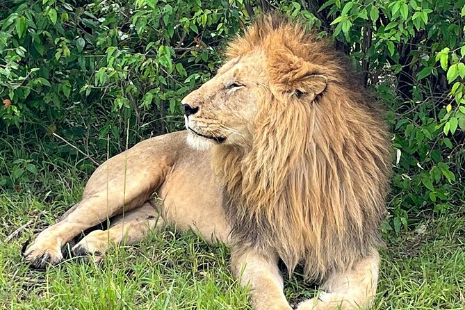 4-Day Adventure to Lake Nakuru & Maasai Mara - Day 3: A full day in the Maasai Mara