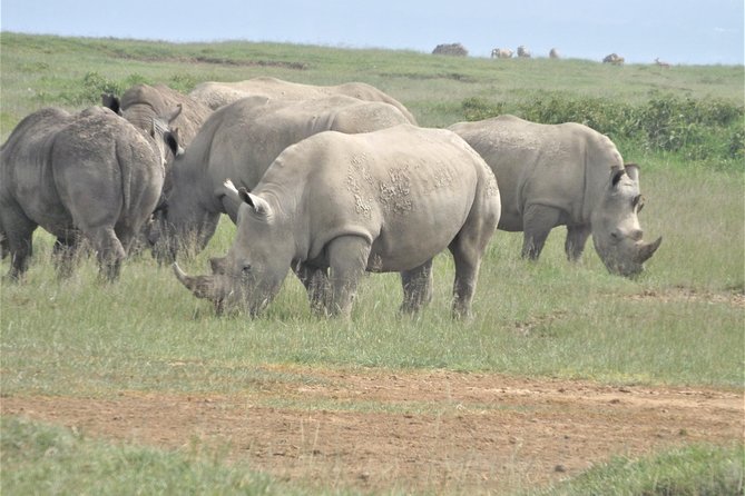 4-Day Adventure to Lake Nakuru & Maasai Mara - Day 4: Maasai culture and the return to Nairobi