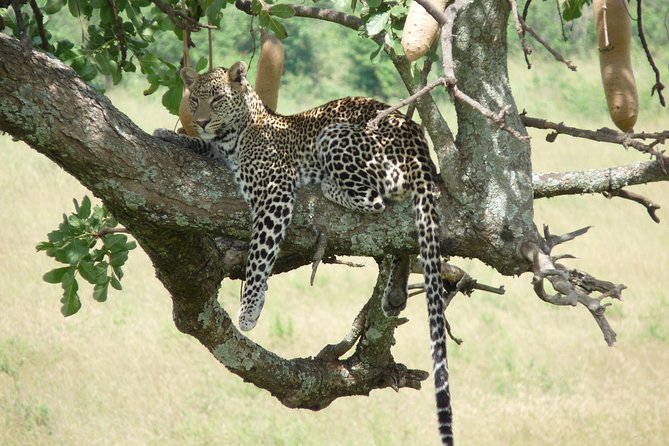 4-Day Adventure to Lake Nakuru & Maasai Mara - Guides can shape the whole experience