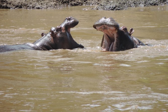 4-Day Adventure to Lake Nakuru & Maasai Mara - Who will get the most from this safari