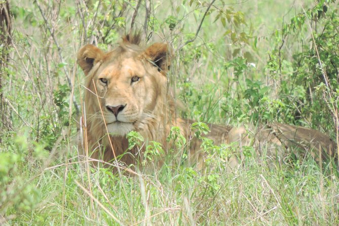 4-Day Adventure to Lake Nakuru & Maasai Mara - Day 2: Leaving Nakuru for the Maasai Mara
