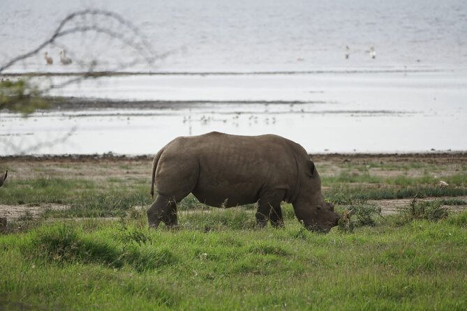 4-Day Group Safari to Maasai Mara & Lake Nakuru- 4 x 4 jeep - Key points to know before you book