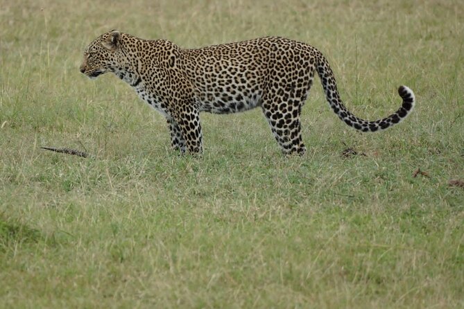 4-Day Group Safari to Maasai Mara & Lake Nakuru- 4 x 4 jeep - What $750 buys you on this Kenya safari