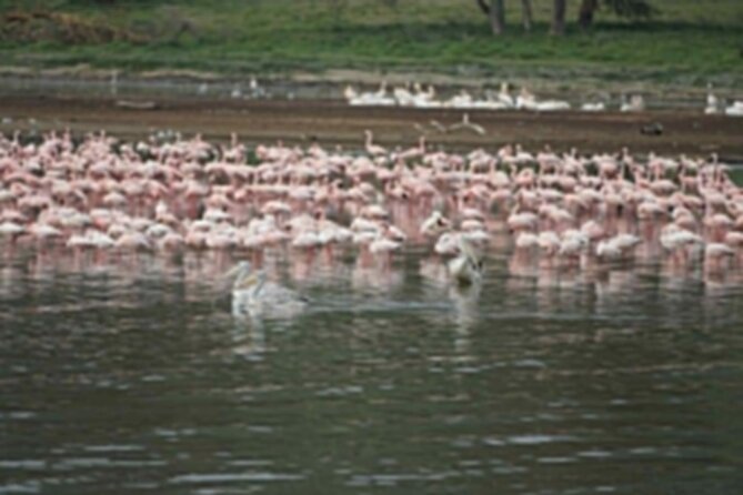 4-Day Group Safari to Maasai Mara & Lake Nakuru- 4 x 4 jeep - The transfer to Lake Nakuru on day three