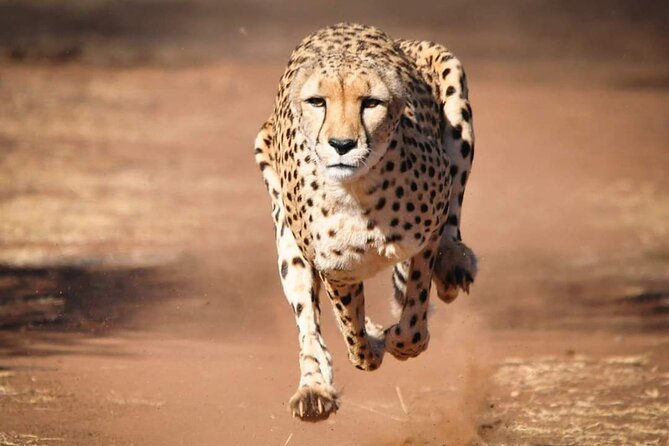 4 Day Group Tour to Maasai Mara and Lake Nakuru by a 4WD Cruiser - What $350 buys you across four days
