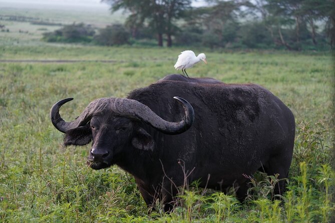 4 Day Group Tour to Maasai Mara and Lake Nakuru by a 4WD Cruiser - Riding in the pop-top 4WD Cruiser