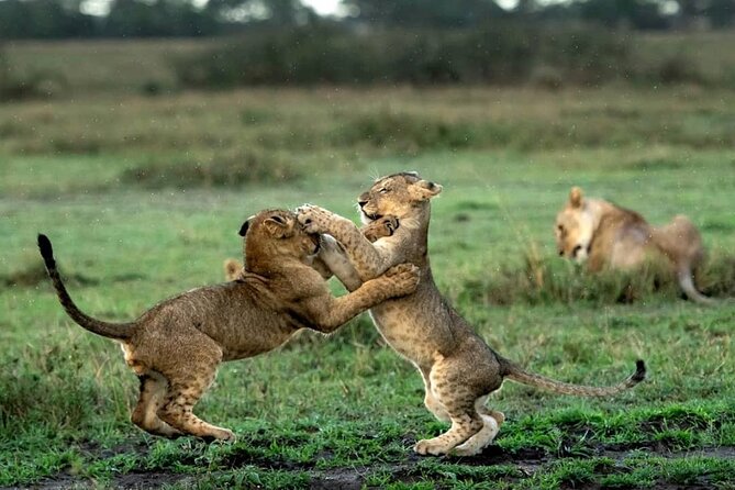 4 Day Group Tour to Maasai Mara and Lake Nakuru by a 4WD Cruiser - Who will get the most from this safari