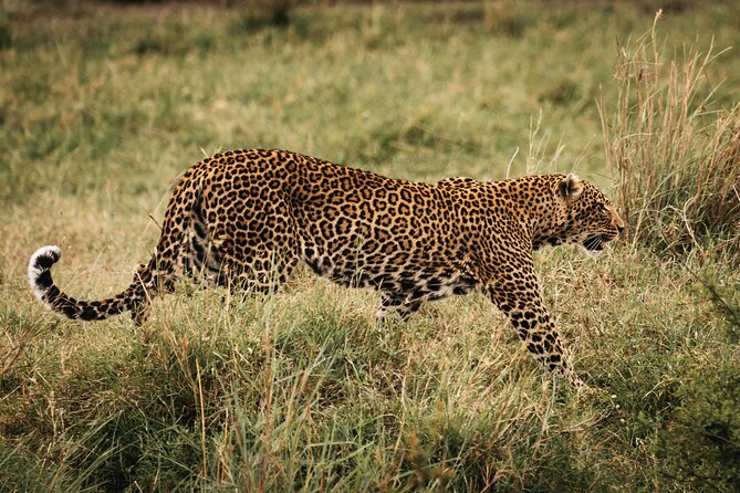 4-Day Maasai Mara and Lake Nakuru Safari from Nairobi - Two major parks, one practical four-day route