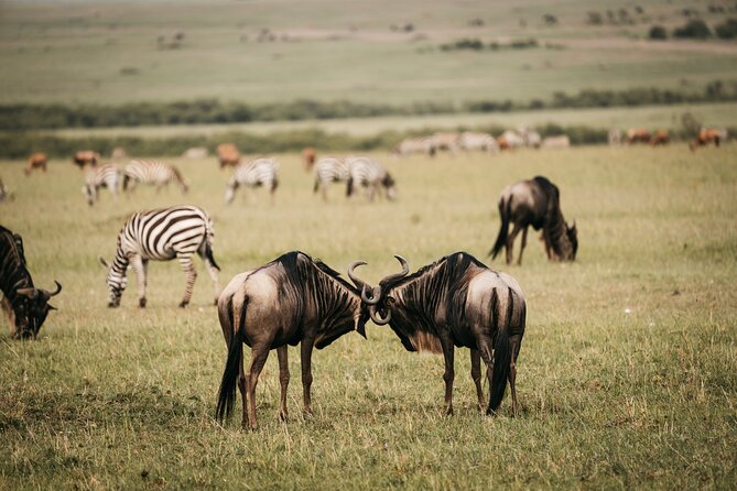 4-Day Maasai Mara and Lake Nakuru Safari from Nairobi - What the private vehicle changes