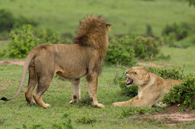 4-Day Maasai Mara and Lake Nakuru Safari from Nairobi - Meals, accommodation, and what is actually included