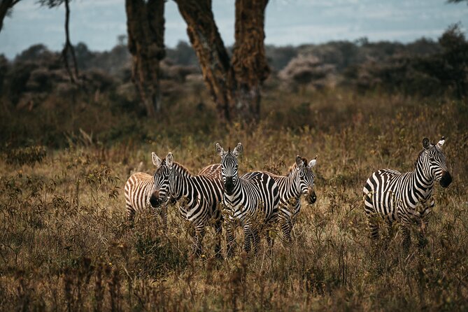 4-Day Maasai Mara and Lake Nakuru Safari from Nairobi - Day 1: Nairobi to Maasai Mara via the Great Rift Valley