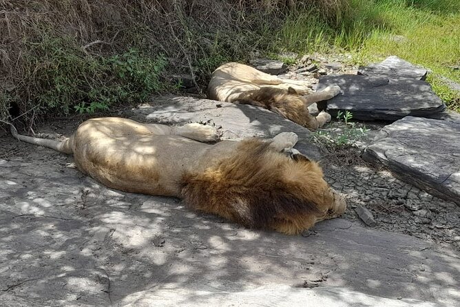 4-Day Masai Mara and Lake Nakuru Jeep Safari - Day 3: Leaving the Mara for Lake Nakuru