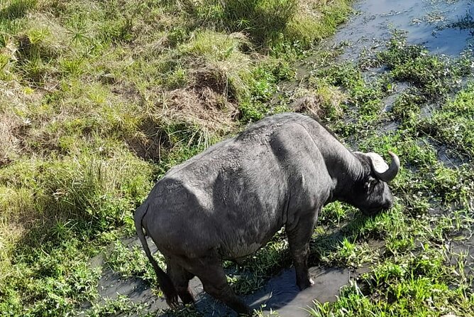 4-Day Masai Mara and Lake Nakuru Jeep Safari - The vehicle and group size matter more than you might expect