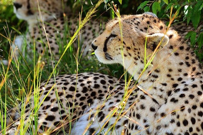 4-Day Masai Mara and Lake Nakuru Jeep Safari - Day 2: A full day among lions, elephants, and the Mara River